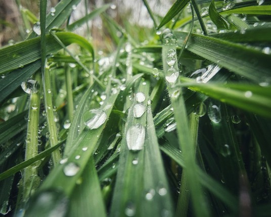 A close-up shot shows vibrant green blades of grass covered in glistening water droplets. The droplets vary in size, clinging to the surfaces and edges of the leaves, reflecting the soft light.