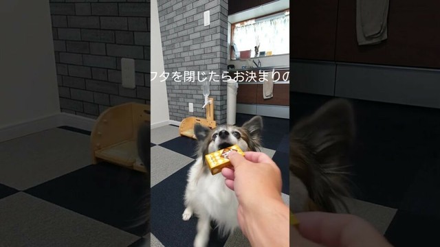 ちっちゃい箱は難しい？おやつの時間 #犬のおやつ  #犬のいる生活 #パピヨン