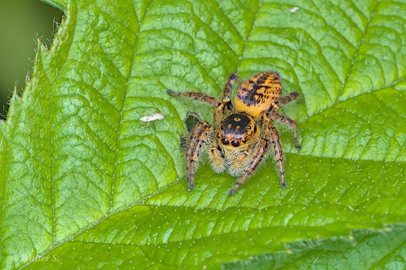 A brown and black jumping spider on a green leaf