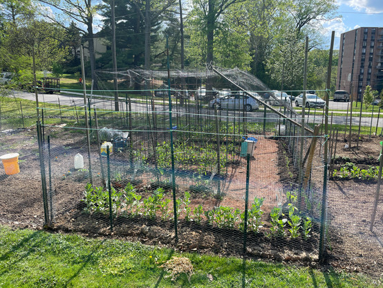 Fenced vegetable plot with rows of green vegetables and walking paths covered with pine needles.
