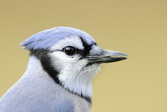 The eye of the bird is just left and above the middle of the photo.
The bird is facing right.
