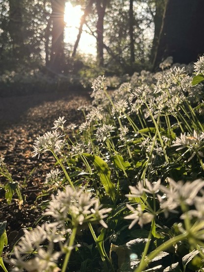 Bärlauchblütenblätter an einem Wanderweg in der Morgensonne.