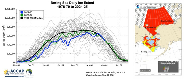 Left: daily sea ice extent in the Bering Sea each season 1978-79 to 2024-25 with the past two seasons and the smoothed 1991-2020 median highlighted. Right: NWS Alaska region sea ice concentration analysis to May 3, 2025.