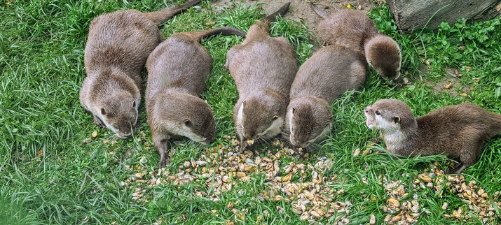 Das Bild zeigt eine Gruppe von sechs Ottern, die auf einer grünen Wiese essen. Die Ottern sind braun gefärbt und haben eine glatte, dichte Felldecke. Sie sind in einer Gruppe zusammengekommen, um eine Menge von Nahrung zu sich zu nehmen, die auf dem Gras verstreut ist. Die Ottern sind in verschiedenen Positionen, einige sind auf dem Bauch, andere sitzen aufrecht, während sie die Nahrung mit ihren Schnauzen aufnehmen. Im Hintergrund ist ein Stück Holz zu sehen, das Teil ihres Lebensraums sein könnte. Die Szene wirkt friedlich und zeigt die natürliche Essgewohnheit dieser Tiere.