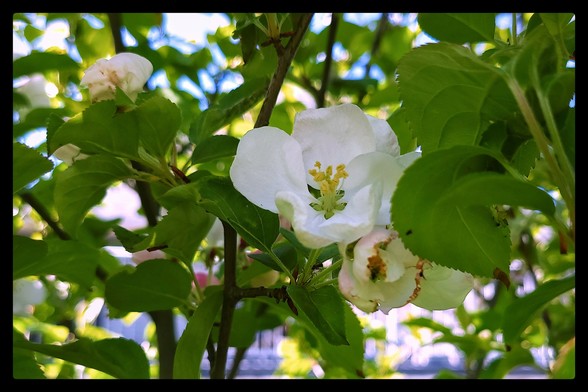 A number of years ago I noticed that some of the apples I was cutting up had seeds that were sprouting inside the cores. I selected some to plant and later transplanted four seedlings into pots that I put outside. When they were big enough I transplanted them into the back yard.

The tallest one is now over 15' and for the first time, this year it blossomed. It's the first time I've had a tree I grew from seed bloom like that. 🙂