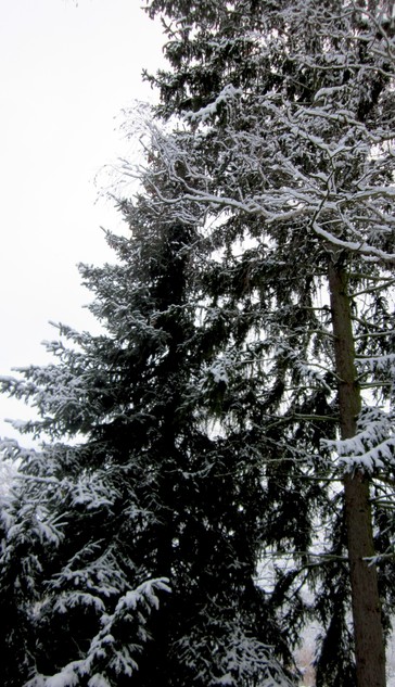 Fotografía en color de varios árboles nevados