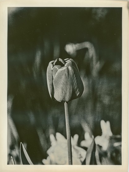 This image is a black-and-white photographic print created using the lith printing technique in a darkroom. It depicts a single tulip in the foreground, captured in sharp focus with delicate detail on the petals and stem. The background is soft and heavily blurred, producing a strong sense of depth and contrast that emphasizes the central flower.

The lith print technique gives the photo its distinctive gritty texture, high contrast, and creamy highlights, with deep, rich blacks and smooth mid-tones. This aesthetic often lends an expressive, almost painterly quality to the image, as seen here in the soft gradients and shadowy background.