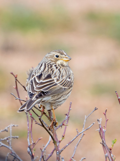 𝗶𝗰𝘁𝘂𝗿𝗲 𝗗𝗲𝘀𝗰𝗿𝗶𝗽𝘁𝗶𝗼𝗻 (𝗘𝗻𝗴): Close-up of a corn bunting perched atop a leafless broom, yet full of spring buds. The "Fat Bird in the Barley," very common in the open fields of southern Europe but very rare in the British Isles, perches on bushes and branches to sing in spring. This time, its back is turned, but it's looking at the photographer, who can't believe how trusting this bird is.

𝗗𝗲𝘀𝗰𝗿𝗶𝗽𝗰𝗶𝗼́𝗻 (𝗘𝘀𝗽): Primer plano de un escribano triguero posado sobre una retama sin hojas, pero llena de brotes primaverales. El pajarito, muy común en los campos abiertos de Castilla, es en cambio muy raro en las Islas Británicas; suele posarse en las ramas más altas de los arbustos para cantar en primavera. Esta vez, está de espaldas, pero mira al fotógrafo, quien no puede creer lo confiado que es con un ser humano.