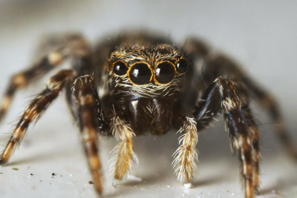Macro of a tiny spider looking straight into the camera. With all its many eyes.