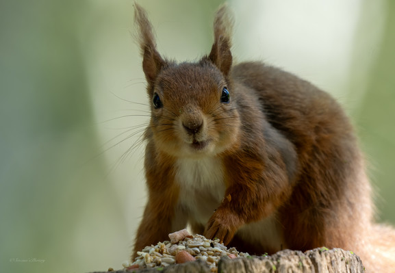 A Red Squirrel crouched on top of a thick fence post looking directly into camera, its tufted ears standing up, there's a pile of mixed food at its front paws and it looks like it is smiling
