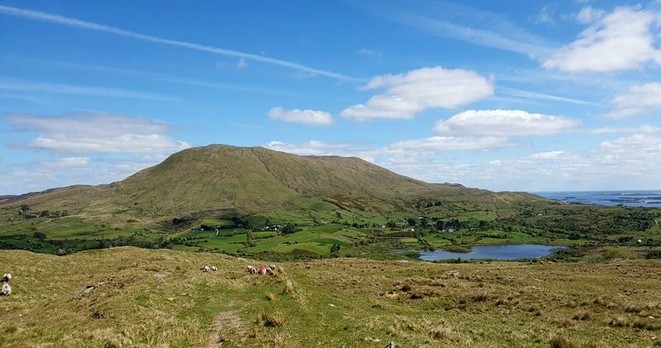 Wide photo of Connemara landscape, dominated by the mountain in the middle, a small mountain with a long, gently declining plateau on top. At its base are lots of farmed fields, with sheep in some and houses scattered here and there. Not many trees, except some bordering the fields. A small lake in the middle distance, and the edge of a large one on the right, reflect the big blue sky, which has a few puffy clouds and thinning contrails.