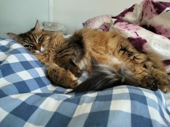 My brown Siberian cat is feeling sleepy 🥱