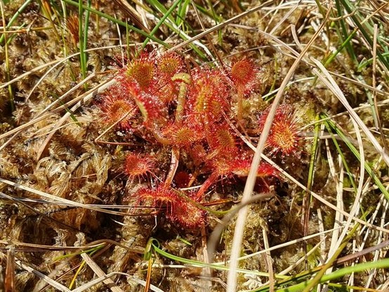Sundew flowers growing low on the ground, nestled among grass and moss. Its rosettes of leaves are round and pale green, covered in long thick red hairs with sticky beads at the end glistening in the sun.