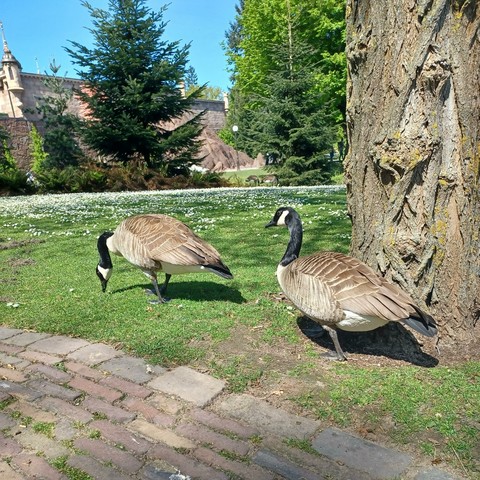View of 2 geese on a patch of grass near a tree. In the background the Efteling ride Symbolica is visible, against a clear blue sky.