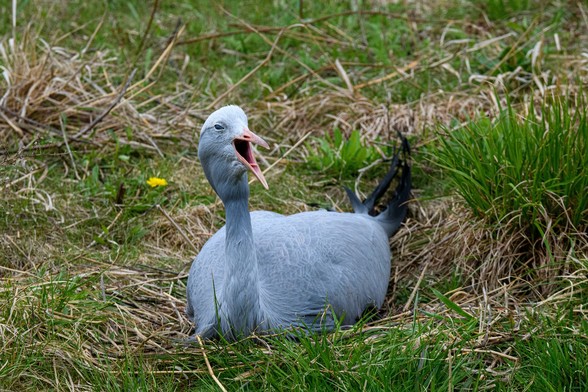 A large Blue Crane yawning - or honking