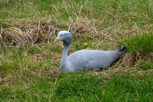 A large blue Crane snoozing