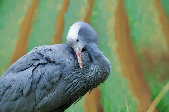A beautiful Blue Crane preening