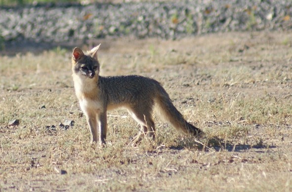 Picture of a Fox