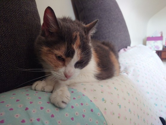 A dilute calico cat sitting on the back of a sofa, her head just above her front paws. The left paw is crossed over the right, and the right paw dangles slightly from the edge of a cushion. Her eyes are mostly closed and her gaze cast down in contentment.