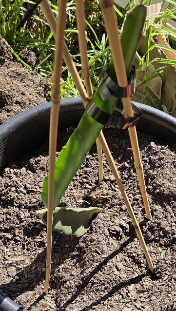 My tiny dragonfruit in a pot.