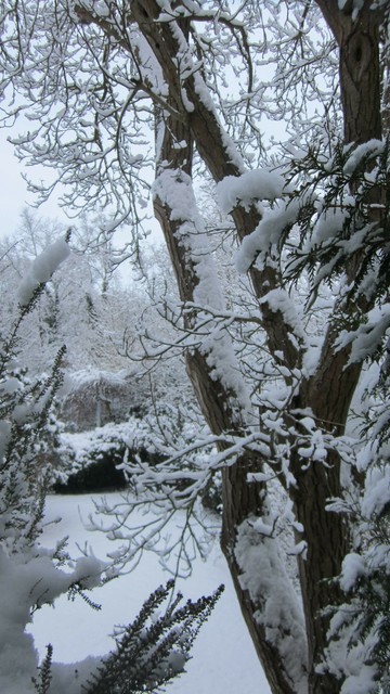 Fotografía en color de varios árboles nevados