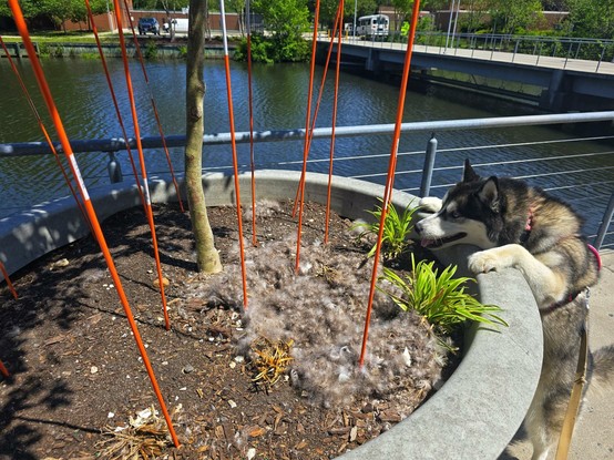 "Where are the geese?" Lady Duchess, the husky, seems to be saying as she looks at a goose nest full of baby goose feathers and broken shells. The nest sits in an enormous concrete planter with a tree in the middle and a dozen or more orange rods sticking up from the soil intended to keep geese away. They were not effective.