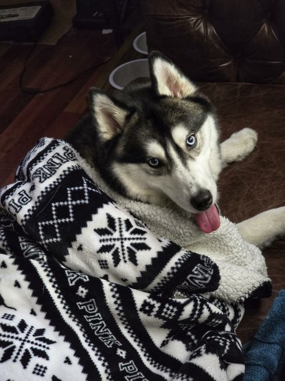 After a long day of adventures, Lady Duchess, the husky, lies on an aged leather couch, wrapped in a soft, fluffy blanket. She is looking up at the camera with her tongue out, looking cute (as always). Moments after the photo was taken, she was tired of the blanket, and insisted it was time to play again.