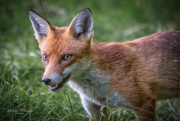 Picture of a Fox