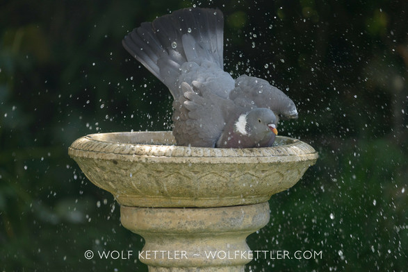 A woodpigeon splashes in a stone birdbath.