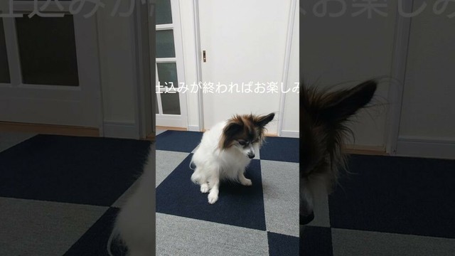 はずれ倍増してみたら！おやつチャレンジする犬 #犬のおやつ #犬のいる生活 #パピヨン