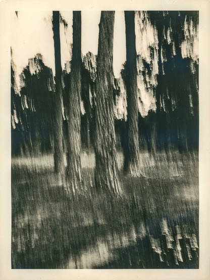 This image is a darkroom print created using the lith print technique, which results in high-contrast tones, gritty textures, and a unique color shift often toward warm brown or peach hues. The photograph itself was taken using the Intentional Camera Movement (ICM) method, which involves deliberately moving the camera during a long exposure. This creates a sense of motion and abstraction.

In the image, several tall trees dominate the composition, appearing distorted and ghostly due to the motion blur. The vertical streaks emphasize the movement, creating a painterly, dreamlike atmosphere. The background is filled with more trees and foliage, but the details are obscured by the blur. The ground shows a similar directional blur, enhancing the dynamic, almost surreal quality of the scene.