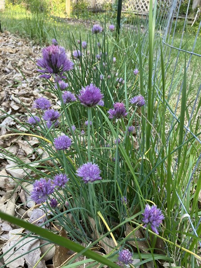 Looking along a row of chive plants, with tall thin noodly leaves topped by spherical lavender blooms. To the left of the chives, the ground is covered by brown leaves. To the right is grass.