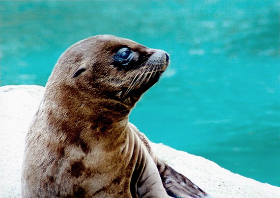 Images from my Photographic Artwork Portfolio can be purchased from my Pixels website at reasonable prices as prints or displayed on various products.

A seal portrait taken in Belfast Zoo, Northern Ireland.

#Photography  #FineArtPhotography #BuyIntoArt  #AYearForArt #print #photography #mastodon 
#mastophoto #mastoart #photo 

https://john-hughes-photographic.pixels.com/featured/a-seal-john-hughes.html