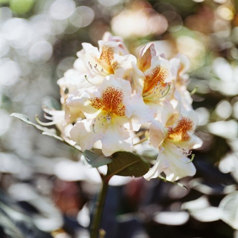 Rhododendron flower, white, with orange center, background of same bush, blurred because of shallow depth of focusing.