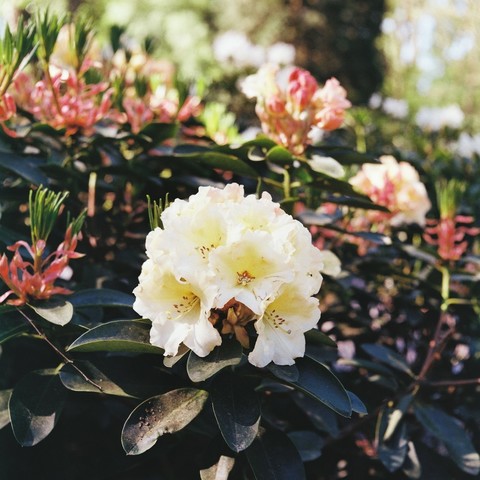 Rhododendron flower, yellow, background of same bush and neighbouring bush with pink flowers, blurred because of shallow depth of focusing.
