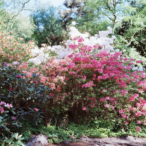 Rhododendron bushes, magenta, white, pink with trees in background.