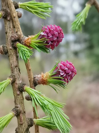 Kaksi vaalean violettista käpymäistä kukkaa ja vihreitä neulasen alkuja lehtikuusessa.