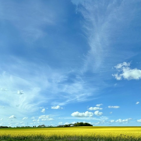 A vibrant yellow field stretches across the foreground under a clear blue sky, adorned with wispy clouds. In the distance, a cluster of trees and buildings is visible, creating a serene rural landscape.