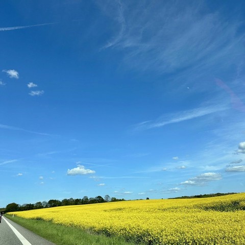A vibrant yellow field stretches across the landscape under a clear blue sky, dotted with a few white clouds. A road runs alongside the field, creating a picturesque countryside scene.