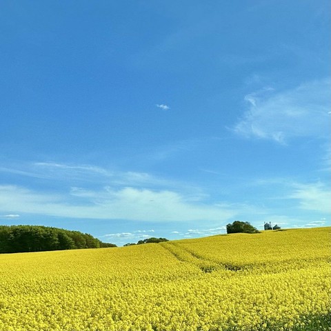 A vibrant yellow field stretches across the foreground under a clear blue sky with light clouds. In the background, a small structure is visible near a line of trees.