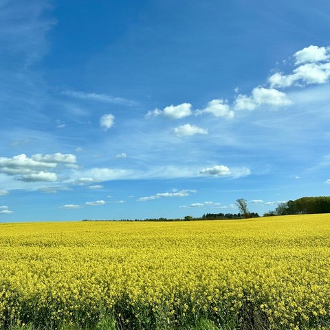 A vibrant yellow field of flowering plants under a blue sky with scattered clouds. In the background, trees are visible along the horizon.