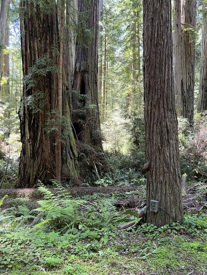 Trees with bark colored in reds, browns, and greys stand over a fern-covered forest floor in this view of Prairie Creek Redwoods State Park today. In the lower right, discretely placed at the base of a tree, is a research tool (trail camera) perhaps being used as one component in a standardized survey for park species.