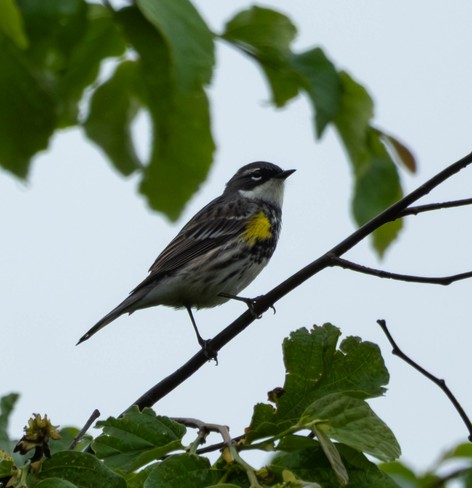 Yellow-rumped warbler framed by surrounding branches, a pale blue sky in the background.