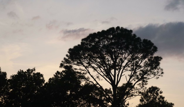 a tall tree standing amongst the sky