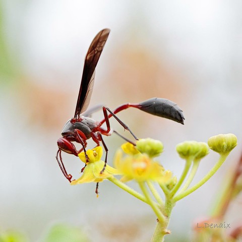 A large paper wasp on an yellow Umbellifera