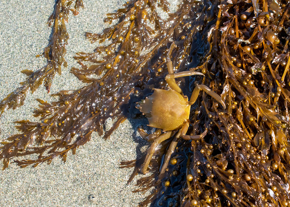 A kelp  crab. He's the colour of brown algaes, such as bull kelp. The carapace is shield-shaped, the legs and pincers are long and thin. The crab is just arriving at a clump of Sargassum seaweed, where he will hide; the colours match his perfectly. The seaweed has long strands with tiny balls scattered throughout; they're filled with gas and serve as floats.