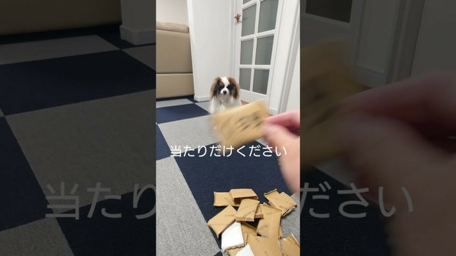 乗り気でない犬のおやつチャレンジ結果は #犬のおやつ #犬のいる生活 #パピヨン