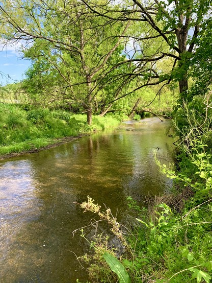 A small stream flows through the woods, surrounded by vivid, lively greenery on a sunny day. The water glows with a bright brown-green hue, reflecting the trees above and revealing the gravel on the creek bed.