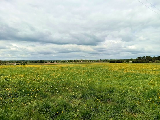 A green meadow with tall grass and many yellow flowers.  The hill slopes downwards towards fields and a distant village. Another farm is on the right between some trees. The clouds above are in bands of dark and light.
