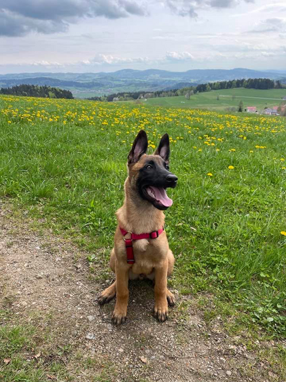 Ein ganz junger Malinois sitzt in der niederbayerischen Landschaft.